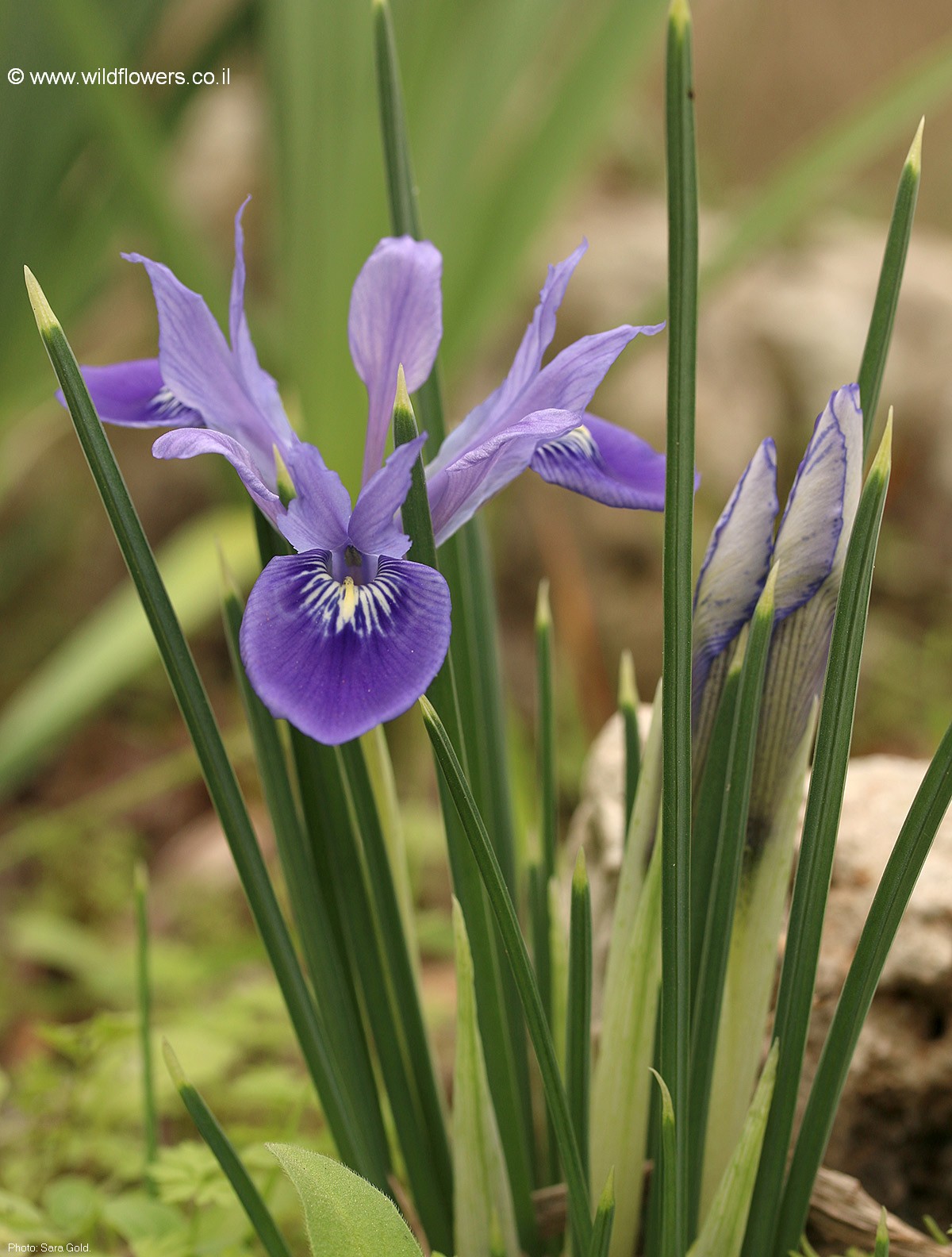 Iris vartanii